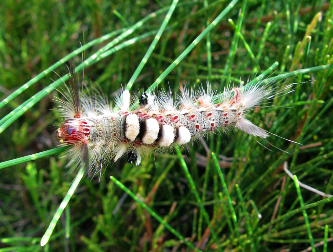 Chenille d'Inde du sud, non identifiée.. Chenille_6737